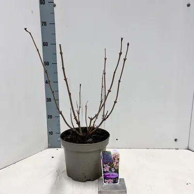 Produktbild von Sambucus nigra Black Beauty ('Gerda'PBR) - Holunder | 40-60 cm im Topf