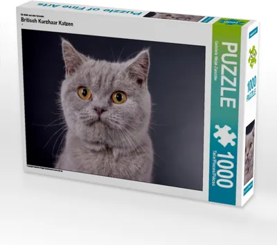 Produktbild von Calvendo Ein Motiv aus dem Kalender Britisch Kurzhaar Katzen 1000 Teile Puzzle quer 640x480mm, Wejat-Zaretzke Gabriela; 7278583