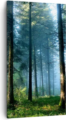 Produktbild von Bild auf Leinwand - Leinwandbild - Einteilig - Wald Dämmerung die Sonne - 45x80cm - Wand Bild - Wanddeko - Wandbilder - Leinwanddruck - Bilder - Wanddekoration - Leinwand bilder - PA45x80-4398