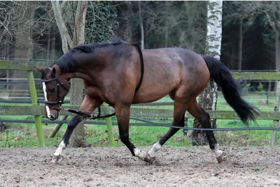 Produktbild von Horka Hilfsbaumwoll-lunging-band Braun Full Braun Full