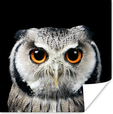 Produktbild von MuchoWow® Poster Nahaufnahme Eule 75x75 cm - Wand Dekoration