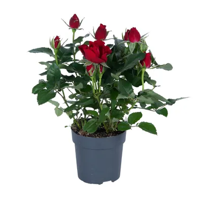 Zdjęcie produktu dla Rosa Red - Ø17Cm - ↕45Cm