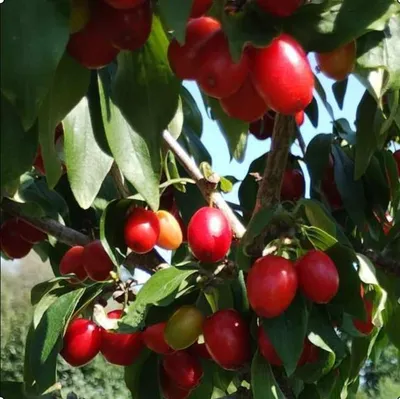 Zdjęcie produktu dla Dereń jadalny Korałłowyj Marka 2L