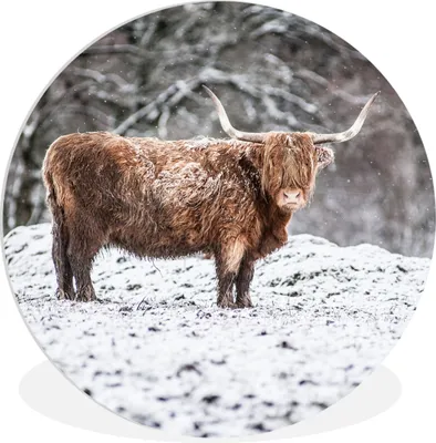 Produktbild von MuchoWow® Rundes Wandbild - Runde Bilder Schottischer Highlander - Baum - Schnee Ø 60 cm Kreis Wanddekoration Kunststoff - Wandkreis - Wandschmuck - Wand Kreis - Das Schlafzimmer - Die Bilder - Wandmalerei - Kunst für das Haus - das Plastik