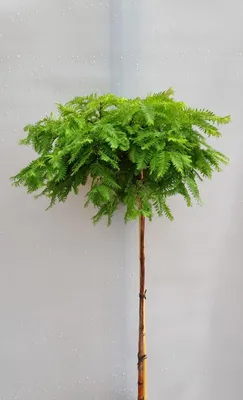 Image de Séquoia originel 'Metasequoia Matthaie' tige haute 125 - 150 cm