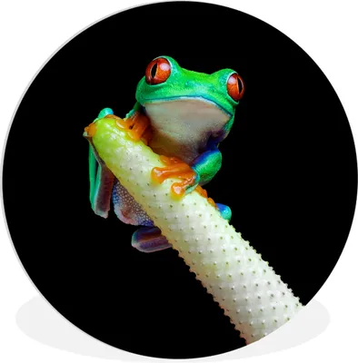 Produktbild von MuchoWow® Rundes Wandbild - Runde Bilder Frosch - Tier - Pflanze Ø 90 cm Kreis Wanddekoration Kunststoff - Wandkreis - Wandschmuck - Wand-Kreis - Wohnzimmer - Bild - Runde - Wanddeko - Dibond - Kunstdrucke