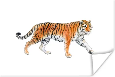 Produktbild von MuchoWow® Poster Tiger - Orange - Weiß 180x120 cm - Fotoplakat
