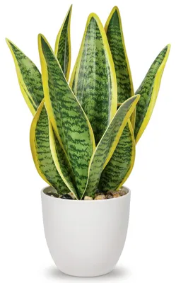 Kunstpflanze Sansevieria in Keramiktopf, Höhe 33 cm