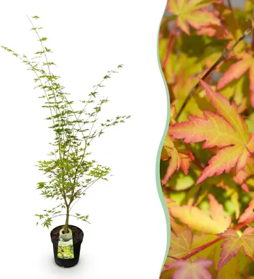 Image de Acer palmatum Sangokaku - Érable japonais - Feuilles caduques - Vertes - 80-90cm - Ø26cm - Plante de jardin