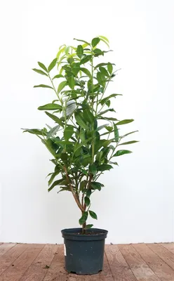 Produktbild von Prunus laurocerasus 'Genolia', Kirschlorbeer, immergrün, 40–60 cm