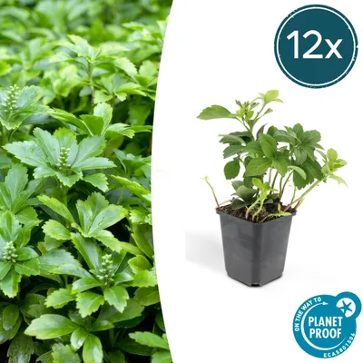 Image de Pachysandra terminalis 'Green Carpet' | 12 pièces - 10-25cm - Ø9cm - Plante de jardin - Multideal