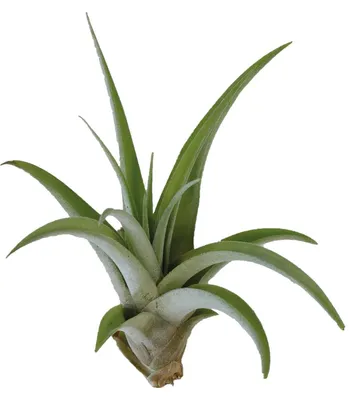 Productafbeelding van Aquafleur Tillandsia Capitata Peach