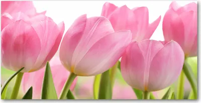 Produktbild von Tulup® Glas-Bild - 100x50 -Wandkunst - Wandbild hinter gehärtetem Sicherheitsglas  - Blumen & Pflanzen - Rosa Tulpen - Rosa