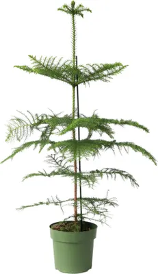 Image de Pin de Norfolk - Araucaria heterophylla - Hauteur 70-80cm - ⌀21cm