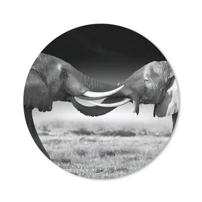 Produktbild von MuchoWow® Mauspad Mousepad Elefant - Tiere - Schwarz und weiß - Porträt - Landschaft 20x20 cm - Mousepads - Maus Mat - Pad - Mausunterlage - Schreibtischmatte