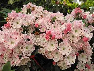 Produktbild von Lorbeerrose Olympic Fire - Berglorbeer - Kalmia latifolia Olympic Fire - 30-40cm