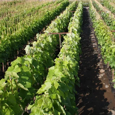 Produktbild von Rhea leuchtend rote kernlose Traube, pilzfeste Weinrebe, gestäbt, Pflanze im 3,5 Liter Topf