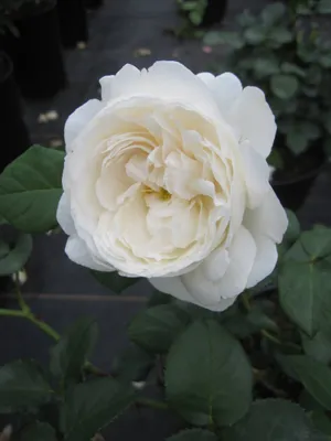 Produktbild von Rosa William and Catherine ® - Strauchrose William and Catherine ® - Austin Rose
