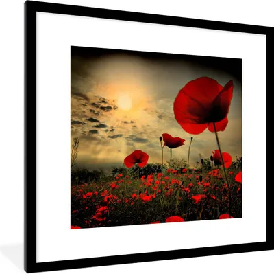 Produktbild von MuchoWow® Gerahmtes Poster Mohnblumen am Abend 40x40 cm - Poster mit Schwarzem Bilderrahmen Wandposter Rahmen Foto Bilder - Poster - Plakat im Rahmen