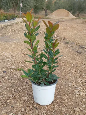 A potted plant is shown outdoors on a gravelly surface, with trees and a pile of dirt in the background.