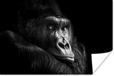 Produktbild von MuchoWow® Poster Gorilla - Affe - Schwarz - Weiß - Porträt 90x60 cm - Schlafzimmer