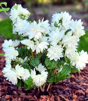 Produktbild von BALDUR Garten 2x Duftender Gartenjasmin 'Pearls of Perfume®', Pflanzen im 9x9 cm-Topf, Lange Ernte, gefüllte Blüten, süßer Duft, winterhart, pflegeleicht, mehrjährig, für Beet & Kübel