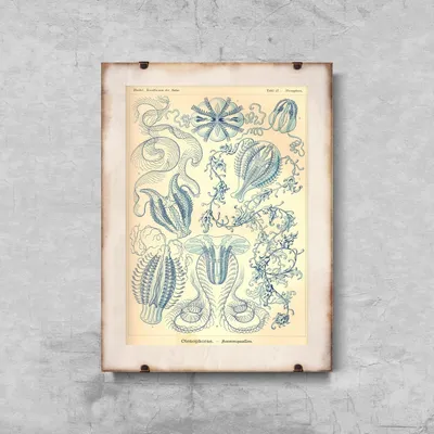 Produktbild von Poster - Canvas - Leinwand - 42 cm x 59,4 cm - Seetier Ctnenophorae