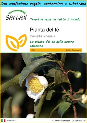 Immagine prodotto di SAFLAX Set regalo - Pianta del tè - 6 semi - Camellia