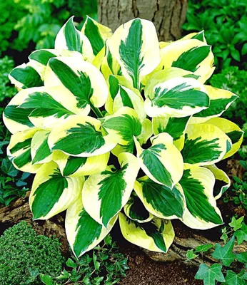 Produktbild von BALDUR Garten 2x Riesen-Hosta 'Brim Cup', Knollen in Größe I, riesige, sehr dekorative Blätter, entzückende, zart violette Blütenrispen, winterhart, mehrjährig & pflegeleicht, Blickfang im Garten