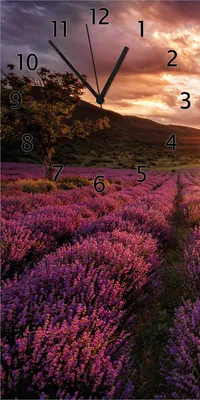 Produktbild von Wallario Design Wanduhr bedruckt, Größe 30 x 60 cm, Motiv: Lavendelfeld bei Sonnenuntergang - Sonnenstrahlen