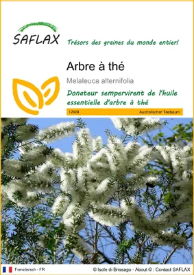 Image de SAFLAX  - Arbre à thé - 400 graines - Melaleuca
