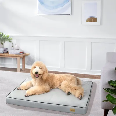 A golden doodle dog is lying on a large, light gray dog bed in a well-lit room with white paneled walls and artwork on the wall.