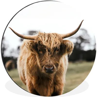 Produktbild von MuchoWow® Aluminium Wandkreis Schottischer Highlander - Kuh - Gras - Tiere - Natur Ø 60 cm Wanddeko Modern Wohnzimmer - Wand Kreis - Wandbild - Schlafzimmer - Aluminium Bild - Kinderzimmer - Wohnzimmer Dekoration - Wandschmuck