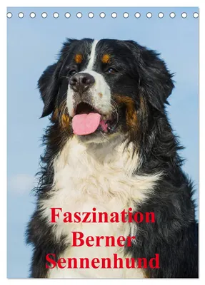 Produktbild von Faszination Berner Sennenhund (Tischkalender 2027 DIN A5 hoch), CALVENDO Monatskalender