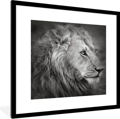 Produktbild von MuchoWow® Gerahmtes Poster Löwe - Tiere - Porträt 40x40 cm - Poster mit Schwarzem Bilderrahmen Wandposter Rahmen Foto Bilder - Poster - Plakat im Rahmen
