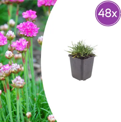 Zdjęcie produktu dla Armeria m. 'Splendens' | 48 sztuk - 10-25cm - Ø9cm - Roślina ogrodowa