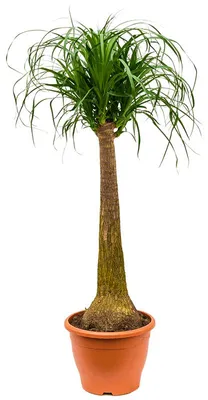 Produktbild von Gardneria recurvata, Durchmesser 24-27 cm