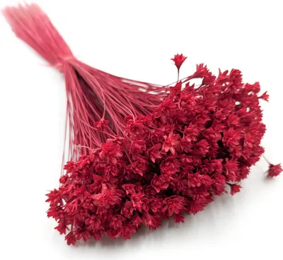 Produktbild von Hill Blume - Rot