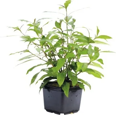 Produktbild von Riesenwasserfreund - Hygrophila corymbosa ´Stricta´ XXL