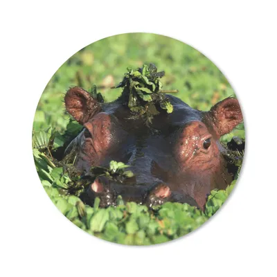 Produktbild von MuchoWow® Mauspad Mousepad Nilpferd - Wasser - Pflanzen 20x20 cm - Mousepads - Maus Mat - Pad - Mausunterlage - Schreibtischmatte