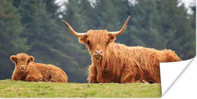 Produktbild von MuchoWow® Poster Schottische Highlander - Gras - Wald 40x20 cm - Poster für die Wand - Poster Schlafzimmer
