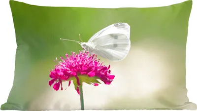 Produktbild von MuchoWow® Zierkissen Sofakissen Wohnzimmer Dekokissen 50x30 cm Kohlweißling auf einer rosa Blüte - Wohnzimmerdekoration - Polster mit Photo