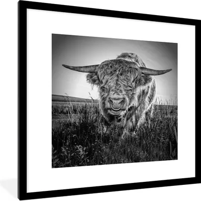 Produktbild von MuchoWow® Gerahmtes Poster Schottischer Highlander - Schwarz und Weiß - Kuhkopf 40x40 cm - Poster mit Schwarzem Bilderrahmen Wandposter Rahmen Foto Bilder - Poster - Plakat im Rahmen