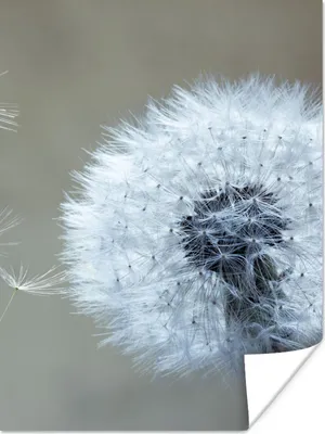 Produktbild von MuchoWow® Poster Löwenzahn - Blume - Pflanze 30x40 cm - Wandplakat - Poster Kinderzimmer