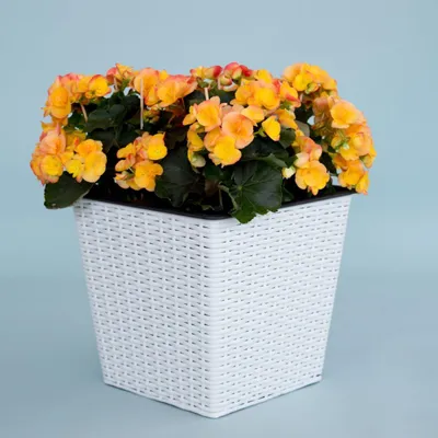 Produktbild von Elegant Einrichten | Pflanzkübel | quadratisch konisch | Polyrattan | 34x34x31cm | weiß