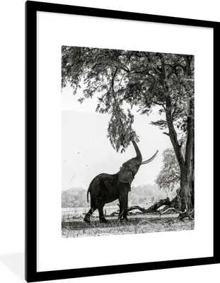 Produktbild von MuchoWow® MuchoWow® Gerahmtes Poster Elefant - Baum - Tiere - Schwarz und weiß 60x80 cm - Poster mit zchwarzem Bilderrahmen - Wohnzimmer - Dekorationen - Prämie