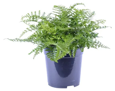 Image de Asplenium Parvati - 30-40cm - Ø21cm - Plante d'intérieur - Vert persistant