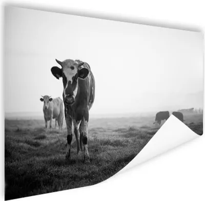 Produktbild von MuchoWow® Poster Kühe im Morgennebel schwarz-weiß Foto 180x120 cm - Fotoplakat
