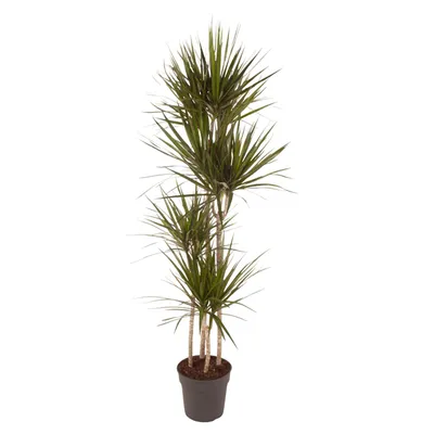 Image de Everyplants Dracaena Marginata - 160 cm, Ø 27 cm