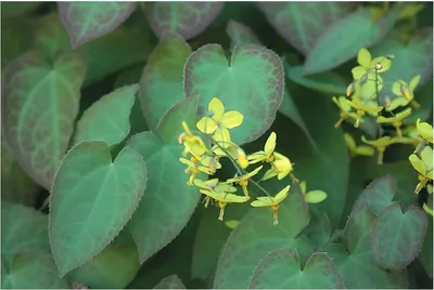 Produktbild von Stauden Gänge 10 x Epimedium x perralchicum 'Frohnleiten' - Elfenblume - extrem robuste Sorte - toller Bodendecker